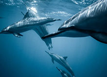 帕克前传：成名之前就参加选秀，只为能去一支强队